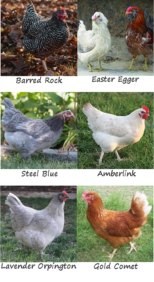 2026OurchickenBreeds.jpg
